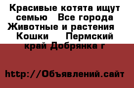 Красивые котята ищут семью - Все города Животные и растения » Кошки   . Пермский край,Добрянка г.